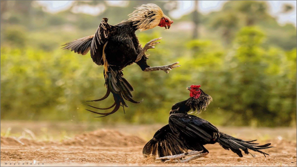 Trước khi đi sâu vào tìm hiểu về gà chọi đá mé, trước hết bạn hãy cùng chúng tôi khám phá kỹ thuật đá mé là gì nhé. Đá mé là một thuật ngữ được sử dụng để miêu tả kỹ thuật, lối đá của chiến kê. Thông thường các chiến kê sử dụng lối đá mé thường tập trung vào các bộ phận nhảy cảm. Đây là các bộ phận có khả năng gây ra nguy hiểm cho đối thủ như mắt, đầu, yết hầu, cổ, cẳng chân, chiến kê khi tham gia thi đấu sẽ đá vào bất kỳ bộ phận nào. Hãy đến 33WIN đá gà trực tuyến để biết thêm thông tin nhé .